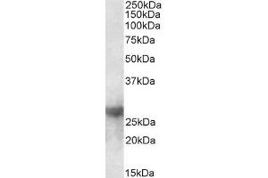 ABIN5539733 (0. (Galectin 3 anticorps  (Internal Region))