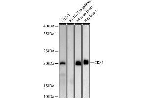 Western blot analysis of extracts of various cell lines, using CD81 antibody (ABIN6134776, ABIN6138231, ABIN6138232 and ABIN6220897) at 1:500 dilution. (CD81 anticorps  (AA 1-100))