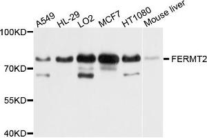 Western blot analysis of extract of various cells, using FERMT2 antibody. (FERMT2 anticorps)