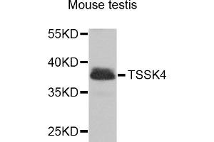 Western blot analysis of extracts of mouse testis, using TSSK4 antibody (ABIN5975211) at 1/1000 dilution. (TSSK4 anticorps)