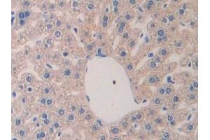 Detection of LAMa4 in Mouse Liver Tissue using Polyclonal Antibody to Laminin Alpha 4 (LAMa4)