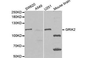 Western blot analysis of extracts of various cell lines, using GRIK2 antibody. (GRIK2 anticorps  (AA 30-300))