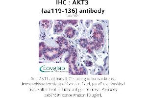 Image no. 1 for anti-V-Akt Murine Thymoma Viral Oncogene Homolog 3 (Protein Kinase B, Gamma) (AKT3) (AA 119-136) antibody (ABIN1731657) (AKT3 anticorps  (AA 119-136))