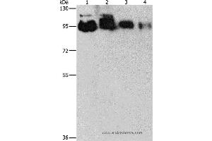 Western blot analysis of Hela, PC3, 231 and 293T cell, using EPS15L1 Polyclonal Antibody at dilution of 1:350 (EPS15L1 anticorps)