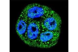 Confocal immunofluorescent analysis of MUC20 antibody with WiDr cells followed by Alexa Fluor 488-conjugated goat anti-rabbit lgG (green).
