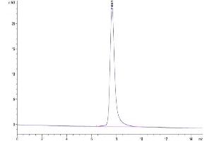 The purity of Human Complement C5 is greater than 95 % as determined by SEC-HPLC.