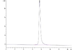 The purity of Human Complement C5 is greater than 95 % as determined by SEC-HPLC. (C5 Protein (AA 19-1676) (His tag))