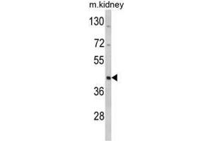 Western blot analysis of WSB2 Antibody (C-term) in mouse kidney tissue lysates (35ug/lane). (WSB2 anticorps  (C-Term))