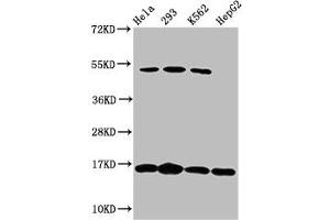 Western Blot Positive WB detected in: Hela whole cell lysate, 293 whole cell lysate, K562 whole cell lysate, HepG2 whole cell lysate All lanes: H2AFX antibody at 1. (H2AFX anticorps)
