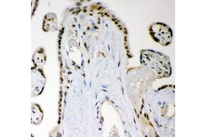Anti- MGMT Picoband antibody, IHC(P) IHC(P): Human Placenta Tissue (MGMT anticorps  (AA 2-207))