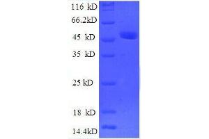 SDS-PAGE (SDS) image for OTU Domain, Ubiquitin Aldehyde Binding 1 (OTUB1) (AA 2-201), (partial) protein (GST tag) (ABIN7479615)