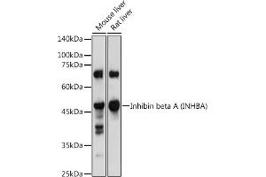 Western blot analysis of extracts of various cell lines, using Inhibin beta A (INHBA) antibody (ABIN6129032, ABIN6142459, ABIN6142460 and ABIN6221533) at 1:1000 dilution.