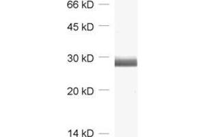 dilution: 1 : 2000, sample: rat brain homogenate (CALB1 anticorps  (AA 3-251))