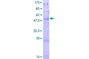 Image no. 1 for Trace Amine Associated Receptor 2 (TAAR2) (AA 1-306) protein (GST tag) (ABIN1322035)