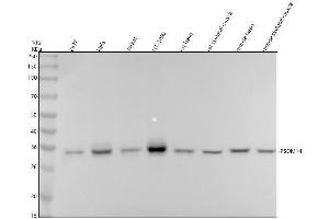 Western blot analysis of PSDM14 using anti-PSDM14 antibody (ABIN7606085).