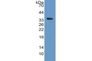 Rabbit Capture antibody from the kit in WB with Positive Control: Sample Human Hela cell lysate. (PEX2 Kit ELISA)