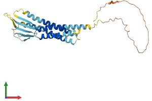 AlphaFold protein structure predicition of Mouse Recombinant Cacng5 Protein, UniprotID Q8VHW4