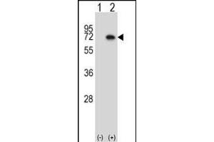 Western blot analysis of Map3k7 (arrow) using rabbit polyclonal Mouse Map3k7 Antibody (N-term) (ABIN657840 and ABIN2846802).