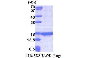 Tumor Suppressor Candidate 2 (TUSC2) (AA 1-110) protein (His tag)