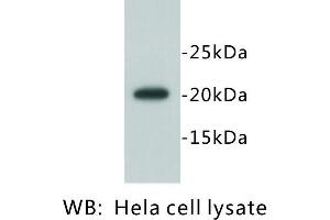 Image no. 2 for anti-Geminin, DNA Replication Inhibitor (GMNN) antibody (ABIN1112893)