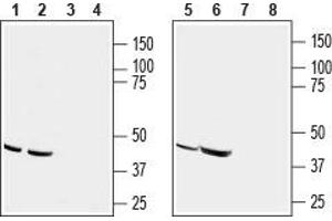 Western blot analysis of human acute T cell leukemia (Jurkat) (lanes 1 and 3), human melanoma (MALME-3M) (lanes 2 and 4), human adenocarcinoma (HT-29) (lanes 5 and 7) and mouse T-cell lymphoma (TK-1) (lanes 6 and 8) cell line lysates: - 1,2,5,6. (CCR9 anticorps  (2nd Extracellular Loop))