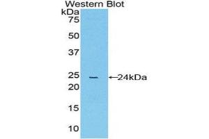 Western Blotting (WB) image for anti-Peptidylprolyl Isomerase D (PPID) (AA 9-189) antibody (ABIN1858598)