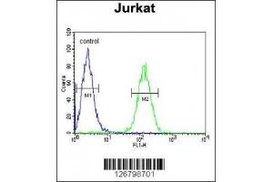 AXIN2 antibody flow cytometric analysis of Jurkat cells (right histogram) compared to a negative control (left histogram). (AXIN2 anticorps  (AA 816-843))