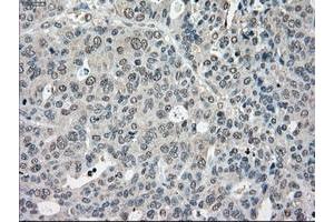 Image no. 7 for anti-P450 (Cytochrome) Oxidoreductase (POR) antibody (ABIN1497744) (POR anticorps)