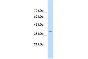 FKBP6 antibody used at 1. (FKBP6 anticorps  (Middle Region))
