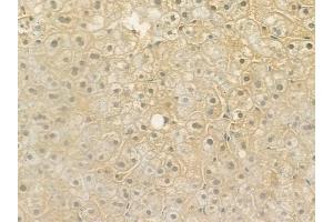 ABIN6264972 and ABIN6276622 at 1/100 staining human normal liver tissue by IHC-P. (SELENBP1 anticorps  (N-Term))