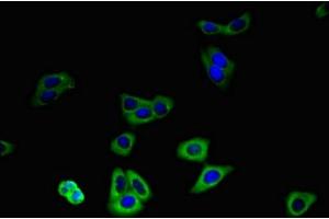 Immunofluorescent analysis of HepG2 cells using ABIN7176688 at dilution of 1:100 and Alexa Fluor 488-congugated AffiniPure Goat Anti-Rabbit IgG(H+L)