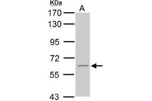 WB Image Sample (50 ug of whole cell lysate) A: mouse brain 7.