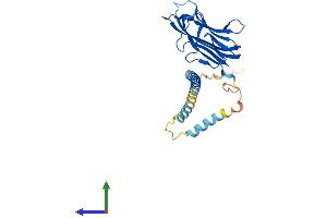 AlphaFold protein structure predicition of Human Recombinant CD40LG Protein, UniprotID P29965