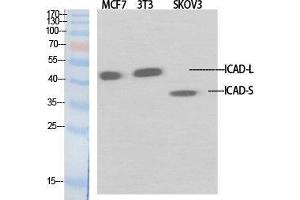Western Blot (WB) analysis of specific cells using ICAD Polyclonal Antibody. (DFFA anticorps  (Internal Region))