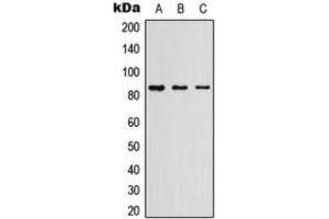 Western blot analysis of Myeloperoxidase 84k expression in HEK293T (A), Raw264. (Myeloperoxidase 84k (Center) anticorps)