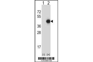 Western blot analysis of GNAI2 using rabbit polyclonal GNAI2 Antibody using 293 cell lysates (2 ug/lane) either nontransfected (Lane 1) or transiently transfected (Lane 2) with the GNAI2 gene.