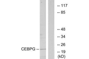 Western Blotting (WB) image for anti-CCAAT/enhancer Binding Protein (C/EBP), gamma (CEBPG) (Internal Region) antibody (ABIN1849453) (CEBPG anticorps  (Internal Region))