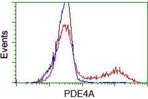 Image no. 2 for anti-phosphodiesterase 4A, CAMP-Specific (PDE4A) antibody (ABIN1500087) (PDE4A anticorps)