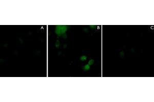 Immunocytochemical labeling using PLXNA1 polyclonal antibody  in COS-7 cells mock transfected (A) or transfected with Myc-tagged mouse PLXNA1 construct (B).