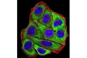 Immunofluorescence analysis of Hela cells using POMC mouse mAb (green).