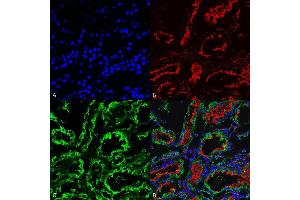 Immunohistochemistry analysis using Mouse Anti-KDEL Monoclonal Antibody, Clone 2C1 (ABIN5650528). (KDEL anticorps  (N-Term) (HRP))