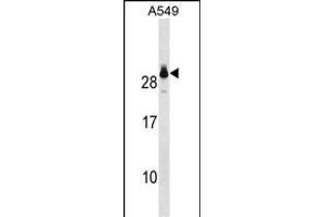 GSTT2 Antibody (Center) (ABIN1881394 and ABIN2850522) western blot analysis in A549 cell line lysates (35 μg/lane). (GSTT2 anticorps  (AA 113-141))