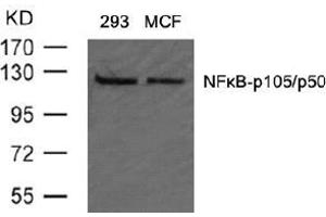Image no. 2 for anti-Nuclear Factor of kappa Light Polypeptide Gene Enhancer in B-Cells 1 (NFKB1) (AA 905-909) antibody (ABIN197126) (NFKB1 anticorps  (AA 905-909))