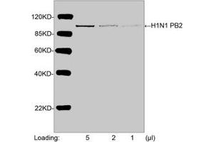 Western blot analysis of H1N1 PB2 recombinant protein using H1N1 PB2 Antibody (ABIN398488, 1 µg/mL) The signal was developed with IRDyeTM 800 Conjugated Goat Anti-Rabbit IgG. (Influenza Polymerase Basic 2 anticorps  (N-Term))