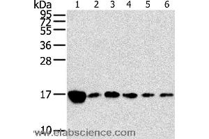 Western blot analysis of Raji, K562, A549, hepg2, PC3 and hela cell, using RPLP2 Polyclonal Antibody at dilution of 1:800 (RPLP2 anticorps)