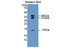 Detection of Recombinant PRDX6, Bovine using Polyclonal Antibody to Peroxiredoxin 6 (PRDX6) (Peroxiredoxin 6 anticorps  (AA 1-224))