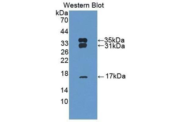 Peroxiredoxin 6 anticorps  (AA 1-224)