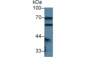 Western Blot; Sample: Mouse Small intestine lysate; Primary Ab: 2µg/ml Rabbit Anti-Mouse CES1 Antibody Second Ab: 0. (CES1 anticorps  (AA 31-286))