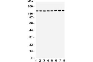 Western blot testing of TSC1 antbody and rat samples: 1. (TSC1 anticorps  (C-Term))