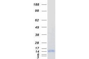 Validation with Western Blot